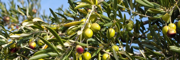 olivos_3-630x210