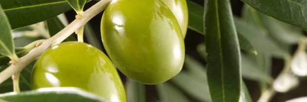 olivos_5-630x210