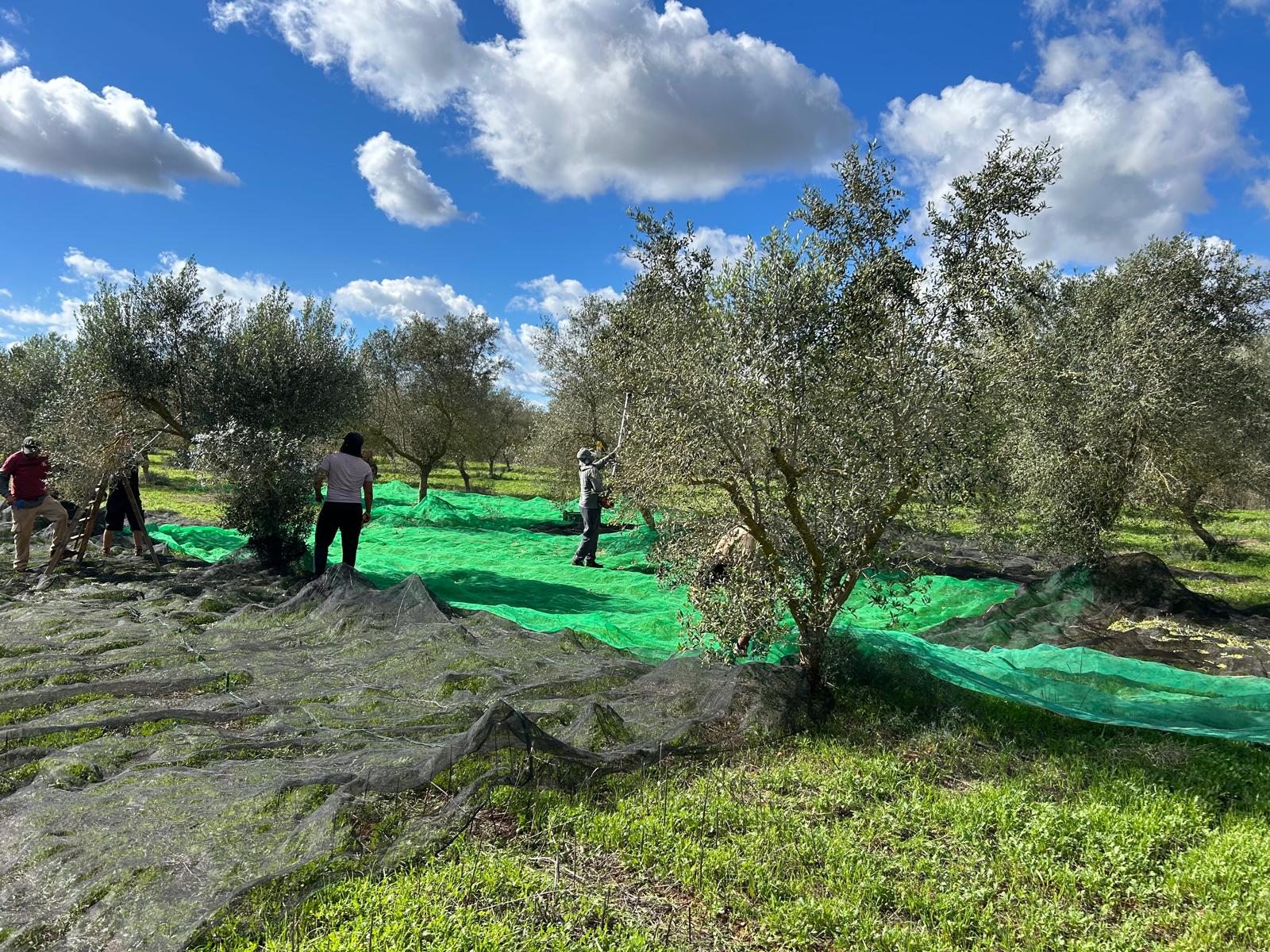 Piscina y terraza en Can Carro