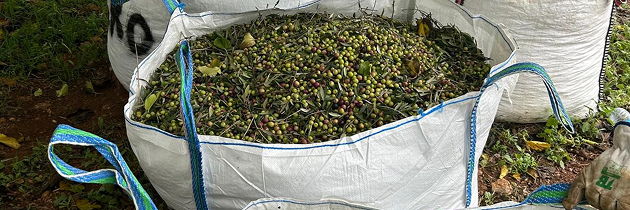 WhatsApp Image 2026-03-03 at 15.15.58 1